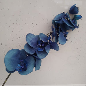 Blue Moon Orchid