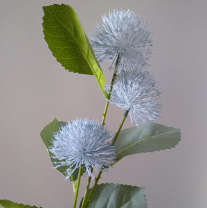 Blue Alliums