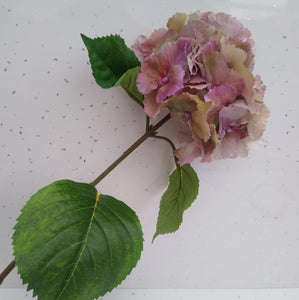 Hydrangea Dusky Rose